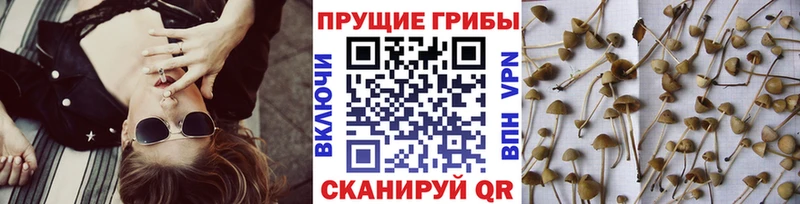 Галлюциногенные грибы MAGIC MUSHROOMS  купить закладку  Серов 